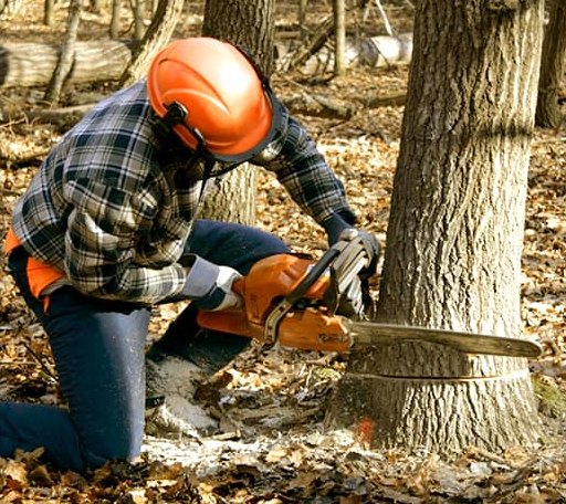 Tree Removal in Topsfield, ME